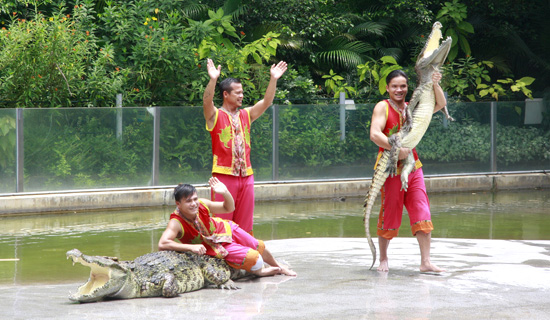 精彩的鳄鱼表演
